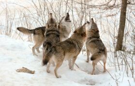 Wolfsrudel-im-Schnee-in-der-Wildnis