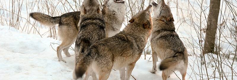 Wolfsrudel-im-Schnee-in-der-Wildnis