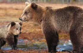 Bärenmutter mit ihrem Bärenkind im Wald