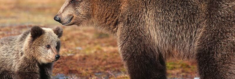Bärenmutter mit ihrem Bärenkind im Wald