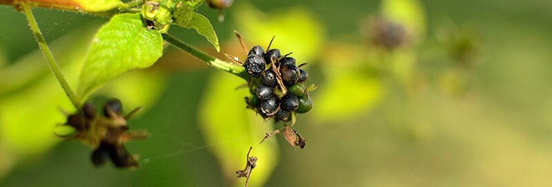 Beerenstrauch in der Natur