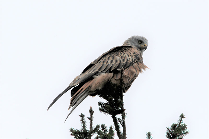 Bussard in freier Wildbahn