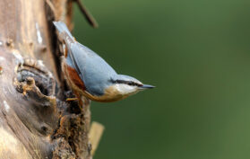 Der Eurasische Kleiber oder Waldkleiber (Sitta-europaea) sitzt in einem Wald