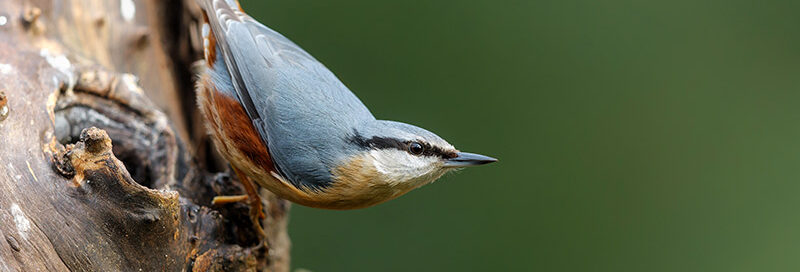 Der Eurasische Kleiber oder Waldkleiber (Sitta-europaea) sitzt in einem Wald