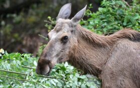 Elchkuh frisst an Baumblättern im Wald
