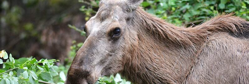Elchkuh frisst an Baumblättern im Wald