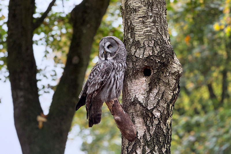 Eule beobachtet an einem Baum die Umgebung