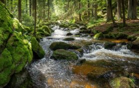 Flusslauf mitten durch den Wald