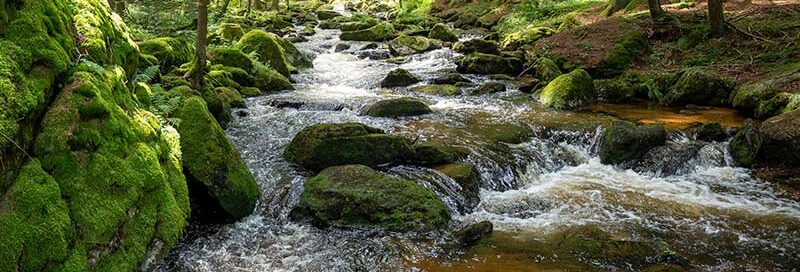 Flusslauf mitten durch den Wald