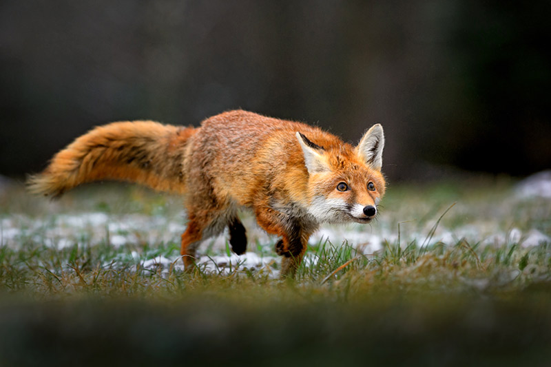 Fuchs in Alarmbereitschaft im Wald