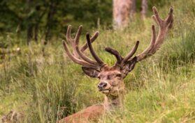Hirsch sitzt versteckt in einer Wiese