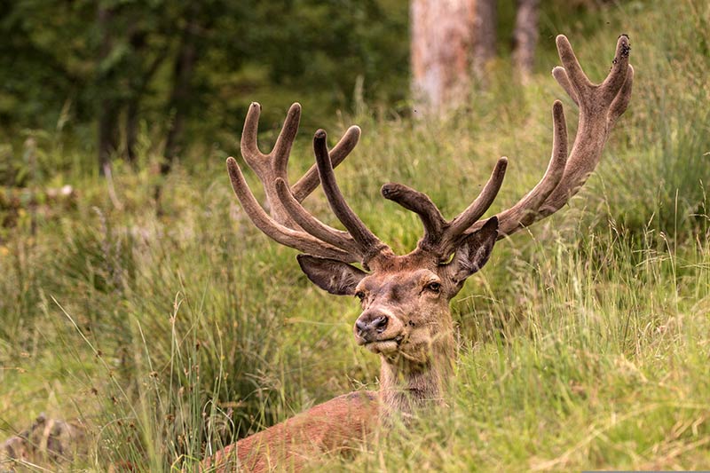 Hirsch sitzt versteckt in einer Wiese