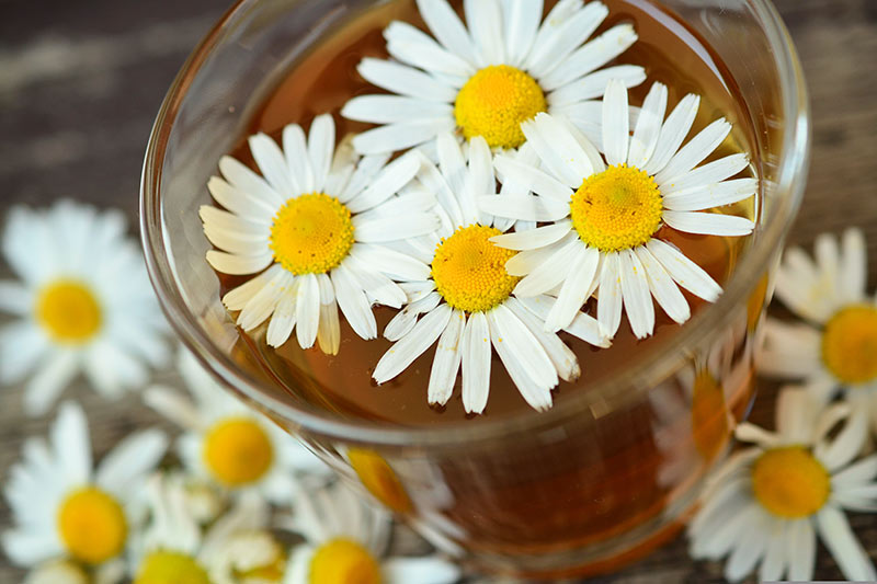 Kamillentee mit Kamilleblüten