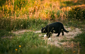 Katze schleicht langsam auf einer Wiese entlang