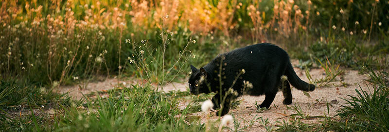 Katze schleicht langsam auf einer Wiese entlang