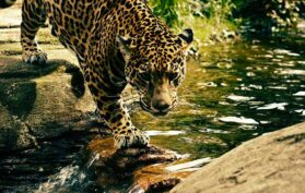 Leopard in freier Wildbahn an einem Bach