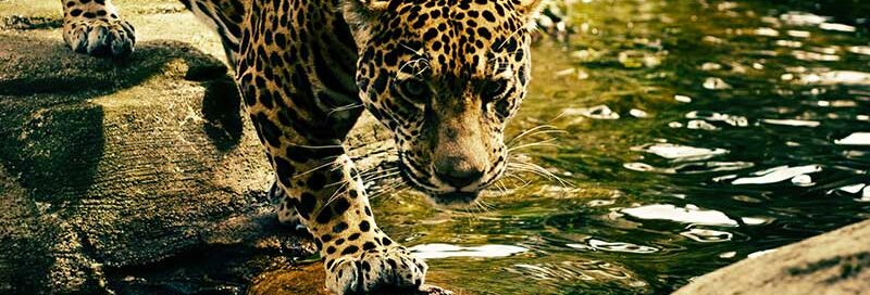 Leopard in freier Wildbahn an einem Bach