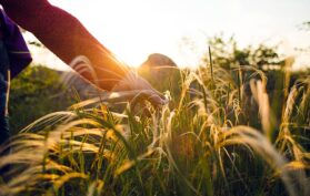 Naturliebhaber genießt ein Getreidefeld und streicht mit der Hand darüber