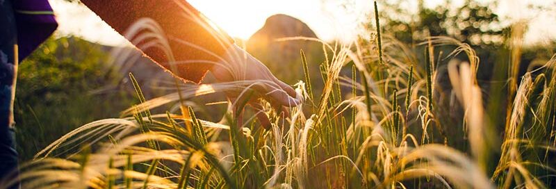 Naturliebhaber genießt ein Getreidefeld und streicht mit der Hand darüber