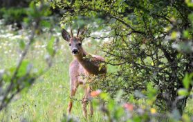 Reh versteckt sich hinter einer Hecke auf der Wiese