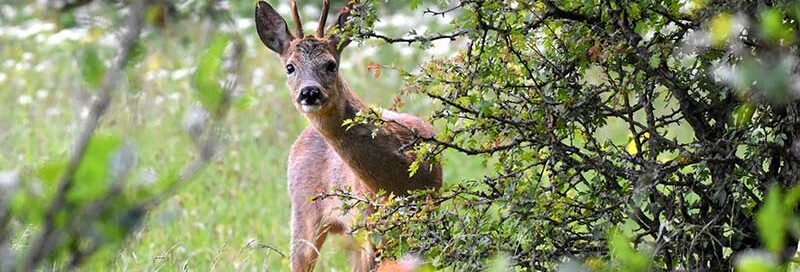 Reh versteckt sich hinter einer Hecke auf der Wiese