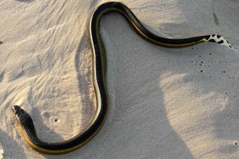 Schlange kriecht im Sand und hinterlässt eine Spur