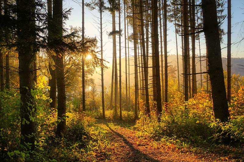 Sonnenstrahlen zwischen den Bäumen im Wald