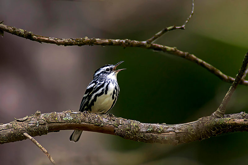 Vogel singt auf einem Ast im Wald