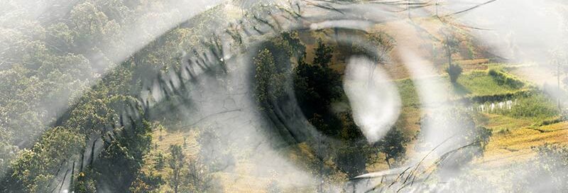 Wald und Natur ist in einem Auge zu sehen