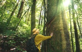 Wanderer berührt einen großen Baum im grünen Wald