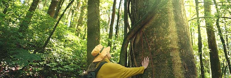 Wanderer berührt einen großen Baum im grünen Wald