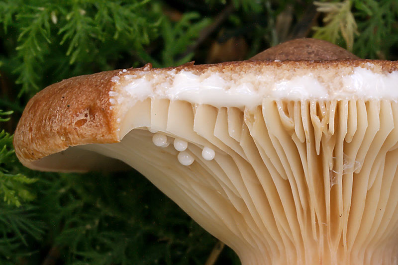 Braunroter Milchling mit Lamellen am Pilz