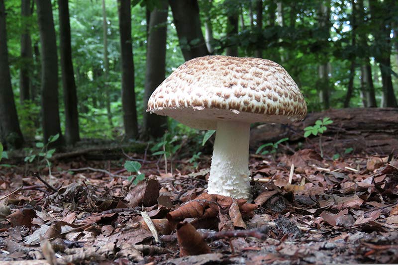 Champignon im Wald