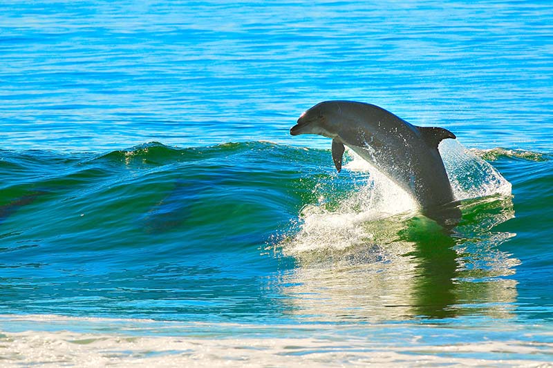 Delfin springt auf einer Welle