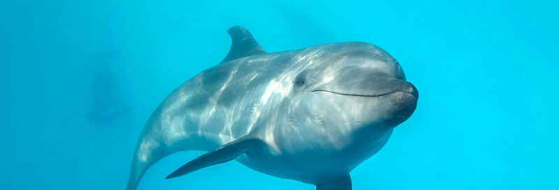 Delphin schwimmt im Meer
