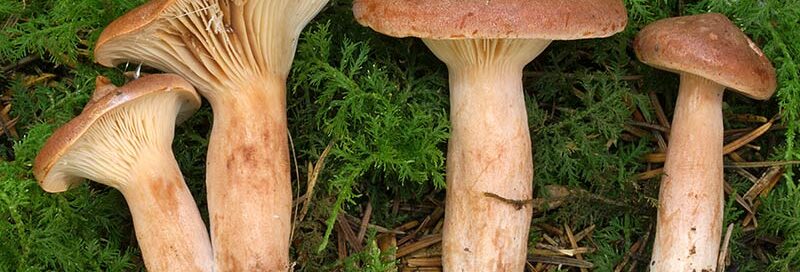 Rotbrauner Milchling Pilz im Wald