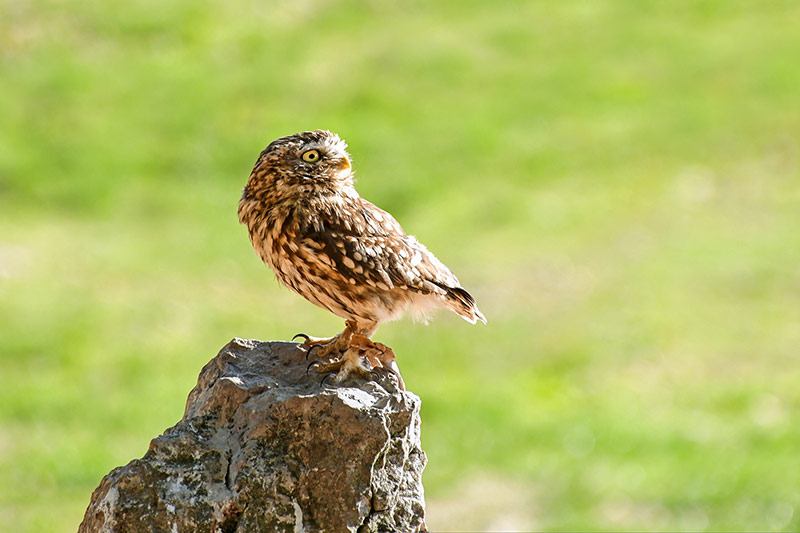 Steinkauz sitzt neugierig in der Natur auf einem Stein