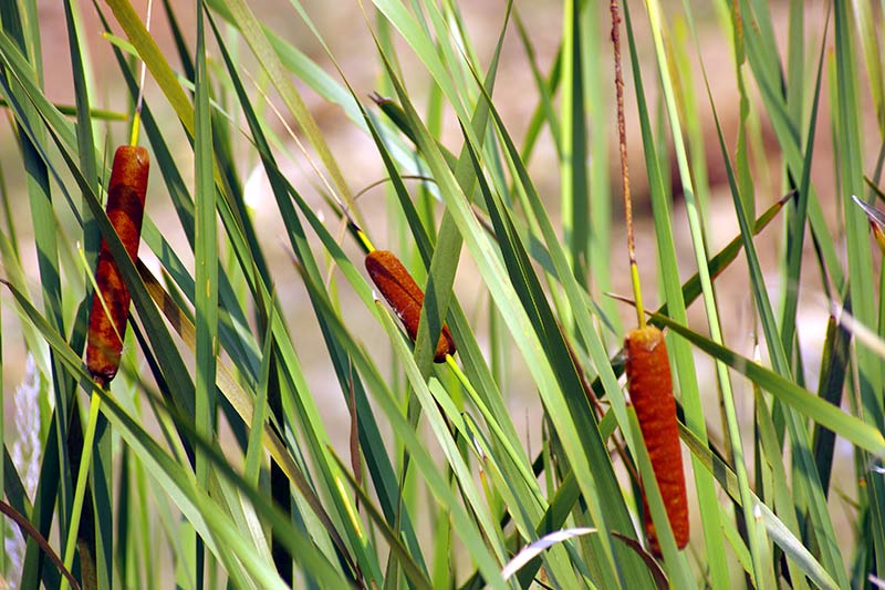 Rohrkolben Broad leaved Cattail / Cattail-Reed